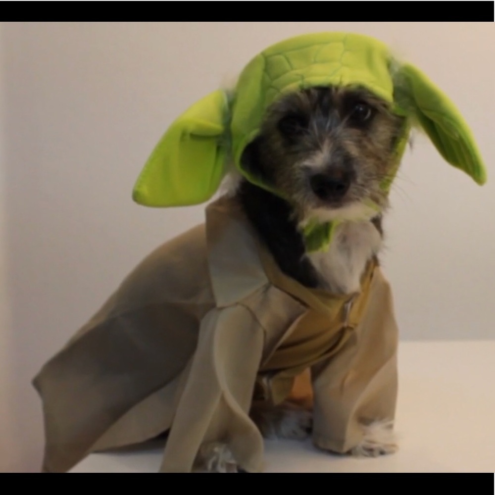 Disney Star Wars Yoda Dog costume- mid size dog